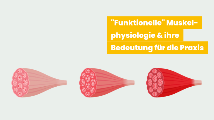 Muskelphysiologie