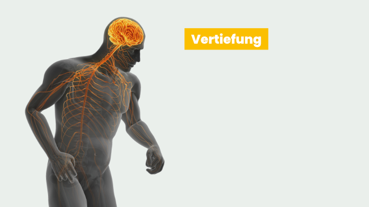 Funktionelle Neuroanatomie der Motorik und ihre Störungen (2)